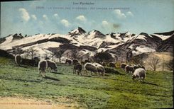 CPA Les Pyrenees La Chaine des Pyrenees Paturages en Montagne Moutons