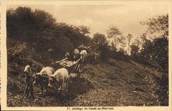CPA Attelage de boeufs au Morvan Attelage Bœufs
