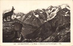 CPA Le Dauphine La Meije Chamois sur la Montagne 