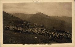 CPA Les Alpes Vallee du Queyras Troupeaux au Paturage 