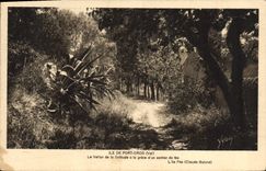 CPA Ile de Port Cros Var le Vallon de la Solitude a la grace d'un Sentier de fee l'Ile fee Claude Ba