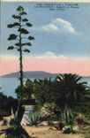 CPA Cote d'Azur Toulon le Mourillon agave en fleurs 