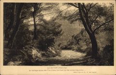 CPA Ile de Port Cros Var le fouillage soyeux des d'Alpes Tremblant sur les roches fulgurantes 