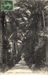 CPA Cannes Allee de Palmiers prise de l'Hotel d'Albion 