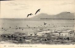 CPA Cannes Les Mouettes sur la Plage 