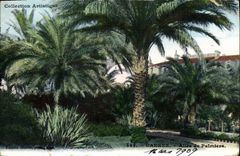 CPA Cannes Allee de Palmiers 