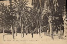 CPA Nice Une Allee de Palmiers au Chateau 