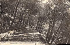 CPA Cote d'Azur Nice Chemin Forestier dans les Pins du Montboron 