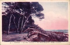 CPA Cannes Les Pins maritimes a l'Ile Sainte Marguerite Etude artistique 