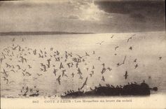 CPA Cote d'Azur Les Mouettes au lever du soleil 