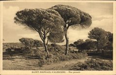 CPA Saint Raphael Valescure Pins parosols 