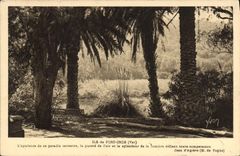 CPA Ile de Port Cros Var Jean d'Agreve 