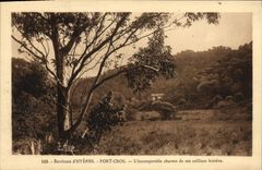 CPA Envrions d'Hyeres Port Cros l'incomparable charme de ses collines boisees 