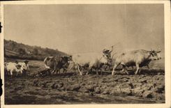 CPA Rosa Bonheur Labourage Nivernais 