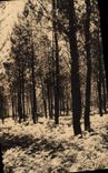 CPA Landes de Gascogne les Fougeres l'ete 