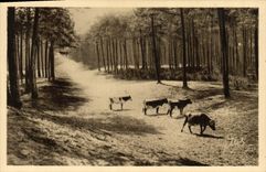 CPA Capbreton sur Mer Paysage Vaches