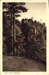 CPA Foret de Bevella 
