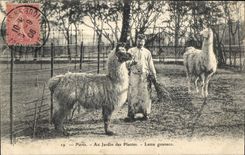 CPA Paris Au Jardin des Plantes Lama guanaco 
