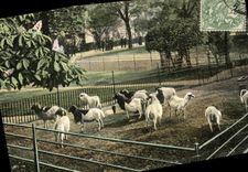 CPA Paris Jardin des Plantes L'enclos des moutons