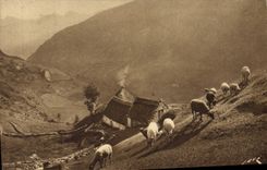 CPA Gavarnie H P Paturages dans la Montagne Berger Moutons
