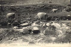 CPA Cauterets Le Torrent du Plateau de Combasque Vaches