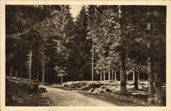CPA Dans la Foret du Lioran Cantal 