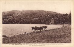 CPA Lac d'Issarles Ardeche Dans les eaux limpides du Lac 