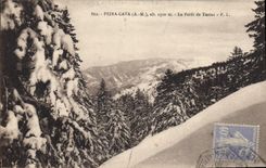 CPA Peira Cava A M la Foret de Turini 