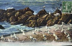 CPA Cannes les Mouettes sur la plage de la Croisette 