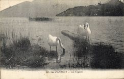 CPA Lac d'Annecy Les Cygnes 