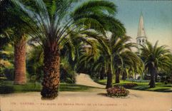 CPA Cannes Palmiers du Grand Hotel de la Californie 