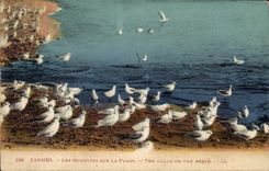CPA Cannes Les Mouettes sur la Plage 