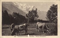 CPA Chamonix Mont Blanc Scene Champetre Vaches