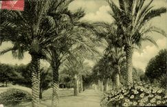 CPA Nice Promenade du chateau Allee des Palmiers 