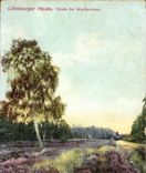 CPA Luneburger Heide Heide bei Breitenhees 