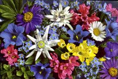 CPA Flora alpina Alpenblumen Fleura des Alpes 