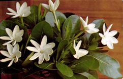 CPA Tiare Tahiti Fleurs