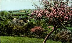 CPA La Normandie Pittoresque  Pommier en fleurs au printemps 