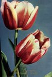 CPA Bonne Fete Fleurs