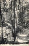 CPA Une Allee Sous Bois 