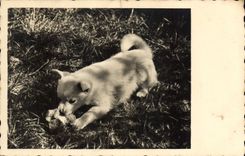CPA Chien
