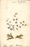 CPA Myosotis Fleurs sechees