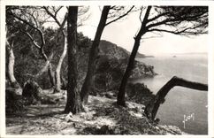 CPA La Cote d'Azur Porquerolles Les pins d'Alep 