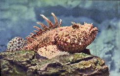 CPA Aquarium de Monaco Cliche Barba Propriete exclusive du Musee Oceanographique Scorpaena Porcus Po