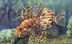 CPA Aquarium de Monaco Cliche Trabut Propriete exclusive du Musee Oceanographique Pterois Volitans R