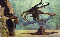 CPA Aquarium de Monaco Cliche Trabut Propriete exclusive du Musee Oceanographique Octopus Vulgaris P