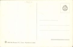 CPA Apparizione della Vergine a S Bernardo Dettaglio 