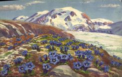 CPA Gentiana Acaulis 