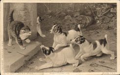 CPA Chat Chiens