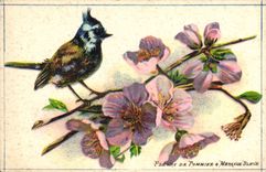 Image Fantaisie Fleurs Fleurs de pommiers te mesange bleue